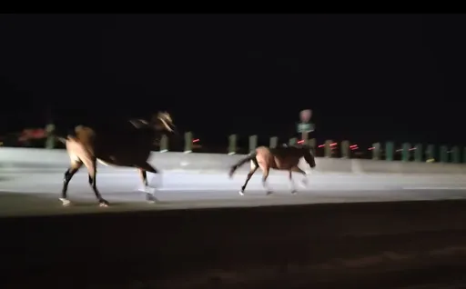 2匹马西滨狂奔！驾驶闪不及撞上「马死人伤」血溅满地