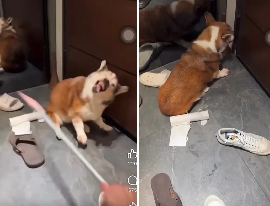 加盟店涉「凌虐柯基」影片曝！　茶聚总经理道歉：绝不容忍