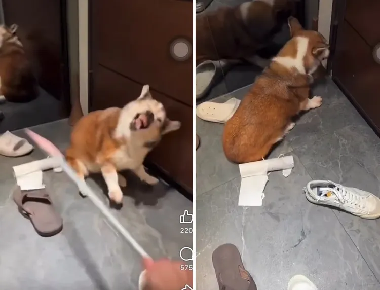 一只15岁高龄柯基犬，因尿失禁被饲主以扫把柄多次挥打，还不断以脏话辱骂，甚至拿厨房纸巾、球鞋砸向狗狗，威胁「要带牠去安乐死」。翻摄自62__________Threads