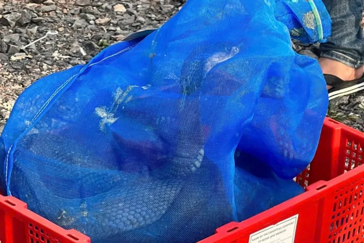 警方指出，這批眼鏡王蛇總重量約924公斤，於本月18日在廣治省老保社（Lao Bao Commune）境內的國道上被發現。當時警方攔查一輛臥鋪巴士，在檢查過程中發現有112個包裹正被裝載上車，打開後確認全為活體眼鏡王蛇。《Tuổi Trẻ》