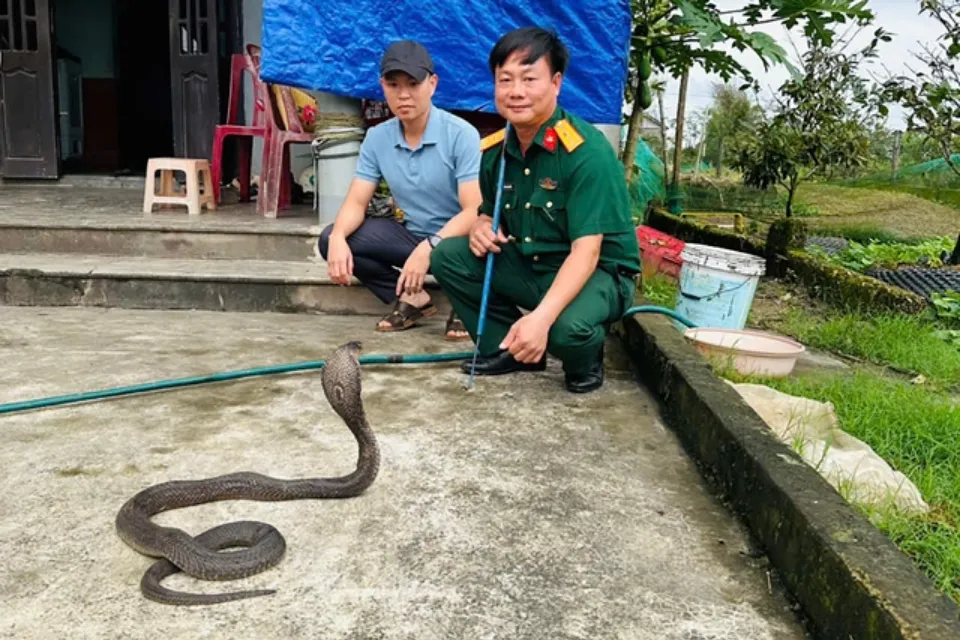 经追查后确认，案件与一名当地居民有关，对方涉嫌透过非正式边境路线，安排将眼镜王蛇自寮国走私进入越南。《Tuổi Trẻ》