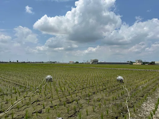 益生菌種稻大加分！減碳排顧產量　雲縣府推廣媒合9企業認購低碳米