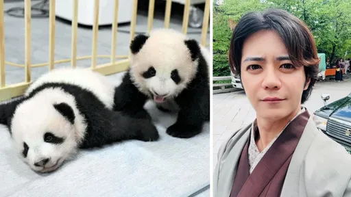 帅又亲台！日议员「想看熊猫来台湾就好」　国台办跳脚