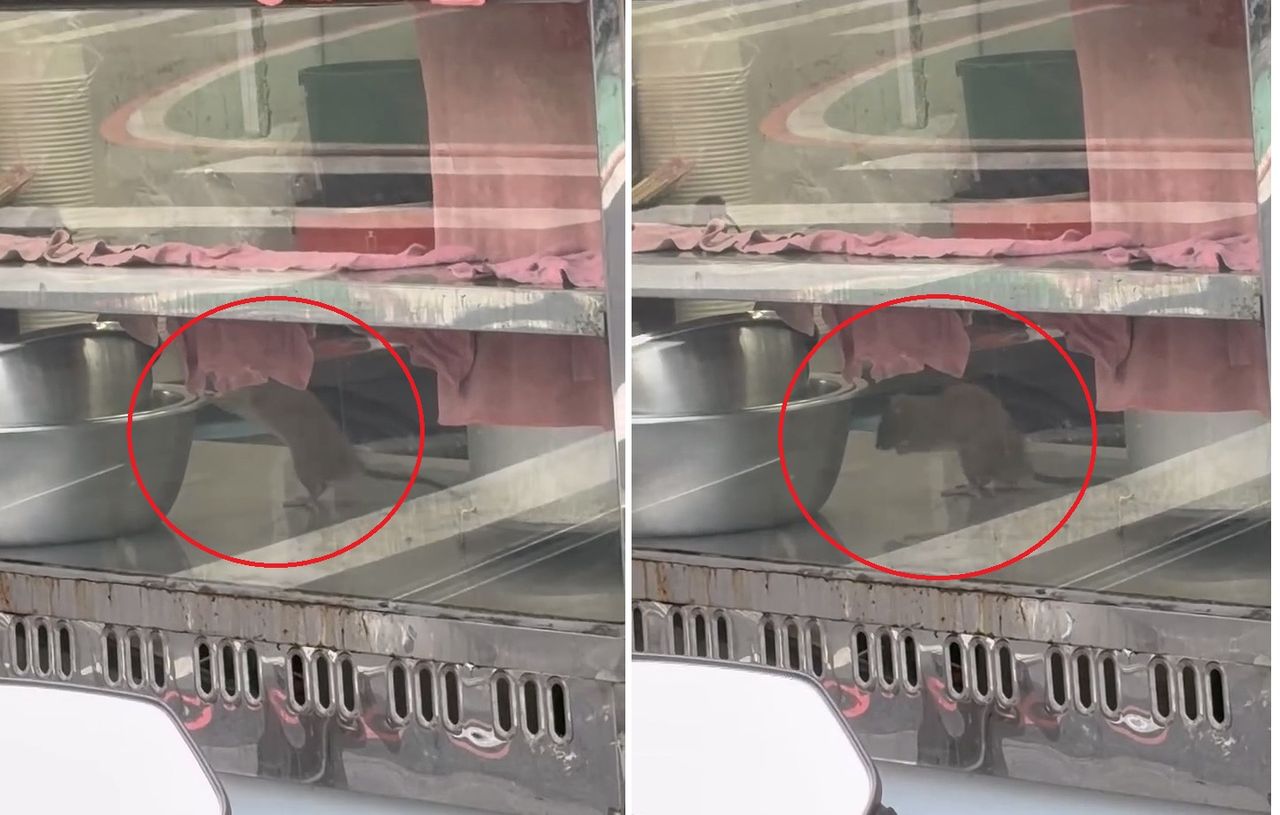 台中便當店驚見「料理鼠王」 食安處錄案稽查