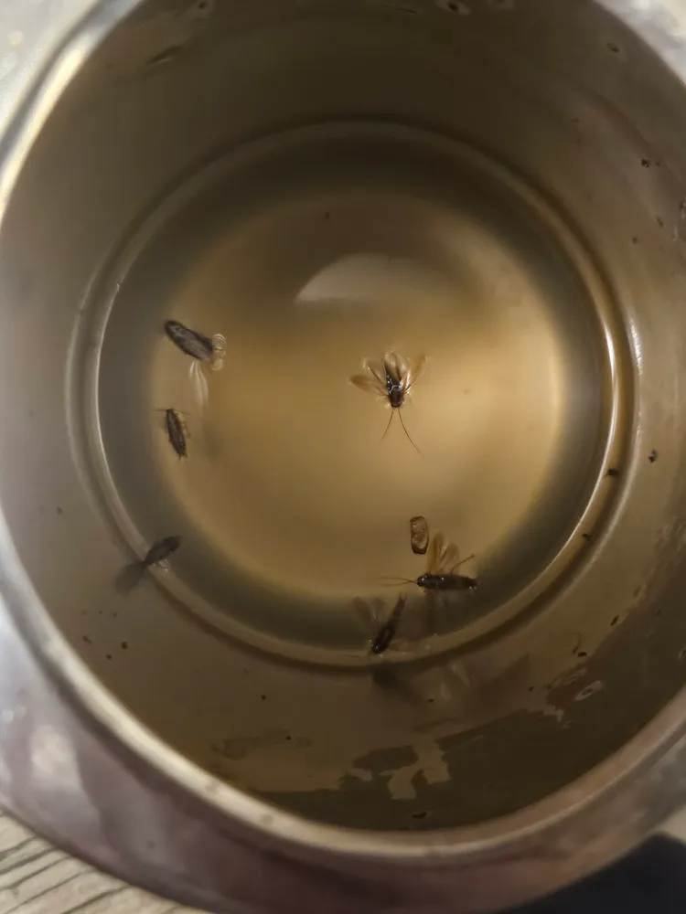 湯壺內居然有一堆蟲兒。讀者提供