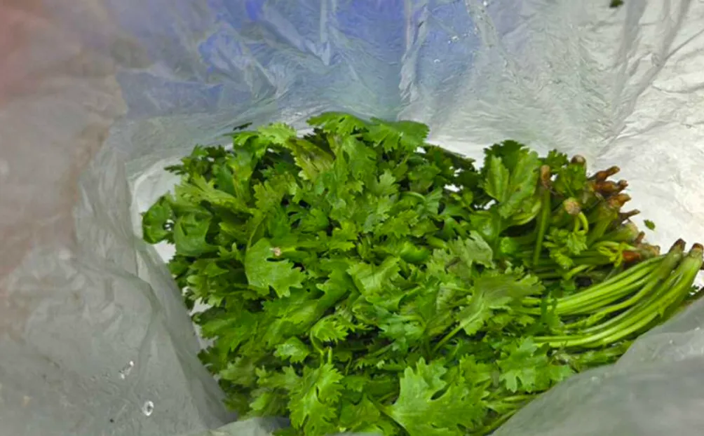 香菜被驗出農藥殘留超標，列為不合格品項。台北市衛生局提供