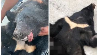 屏東霧台顏姓男子與其親友2年多內共獵殺4頭黑熊。讀者提供