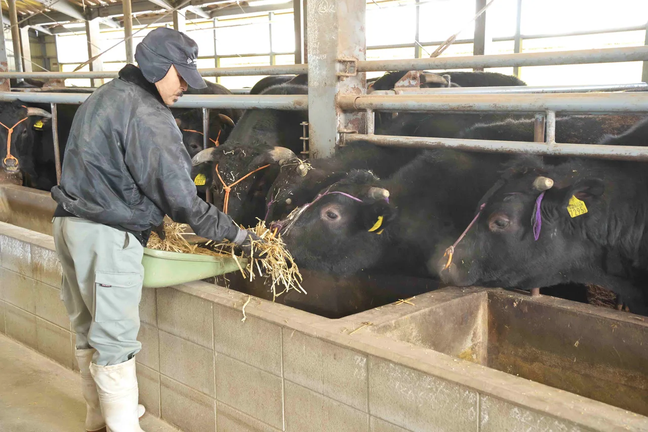 牧场饲育者为了成就高品质的飞驒牛费尽苦心，不少经认可的牧场为了牛只的健康，于饲料里加入麦茶、酒粕，亦有农家使用飞驒高山蒸溜所的麦粕等独家饵料喂养。台北美福大饭店提供
