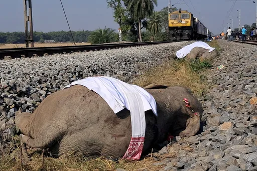 印度客运列车撞象群致5车厢脱轨　大象7死1伤
