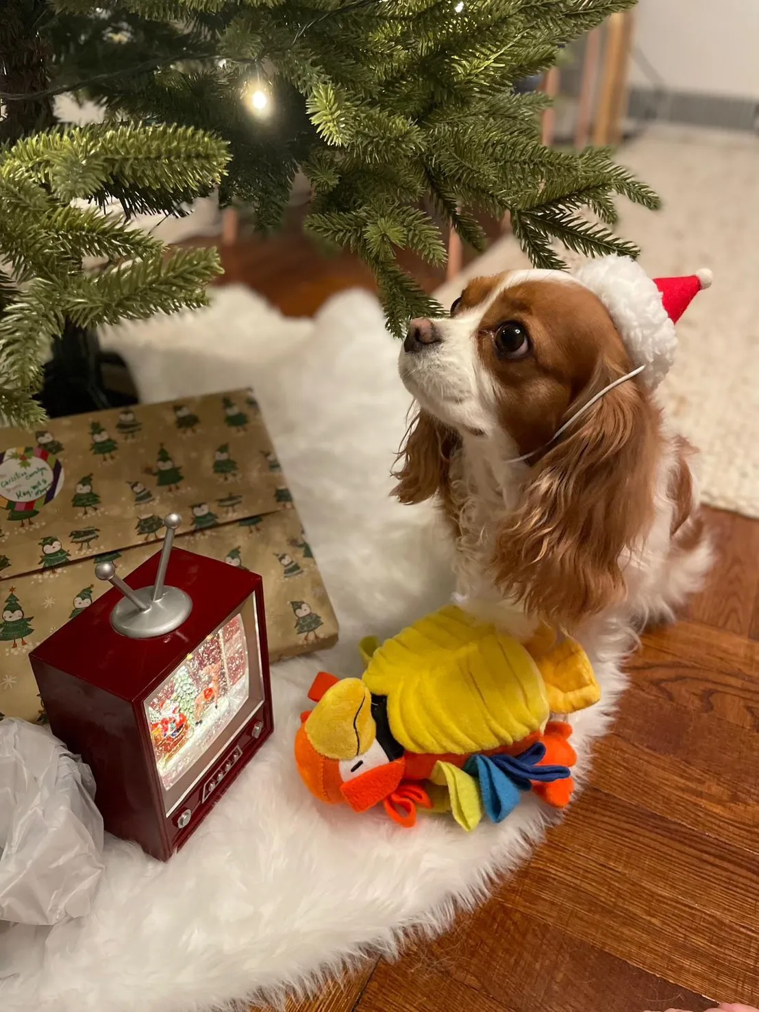 葛仲珊爱犬小潘。索尼音乐提供