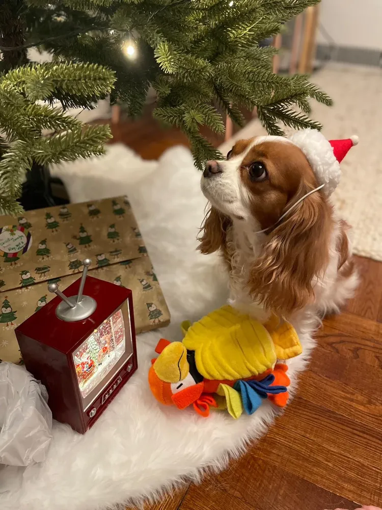 葛仲珊愛犬小潘。索尼音樂提供