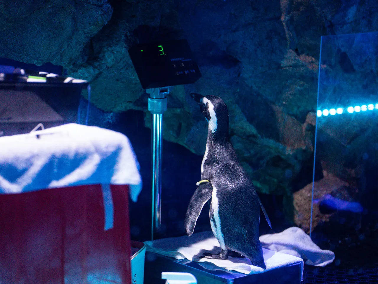 乖乖量体重的企鹅。台中海洋馆提供