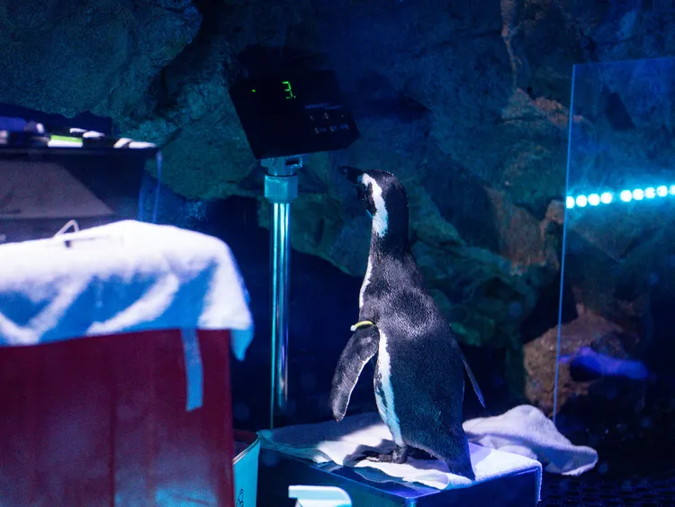 乖乖量體重的企鵝。台中海洋館提供