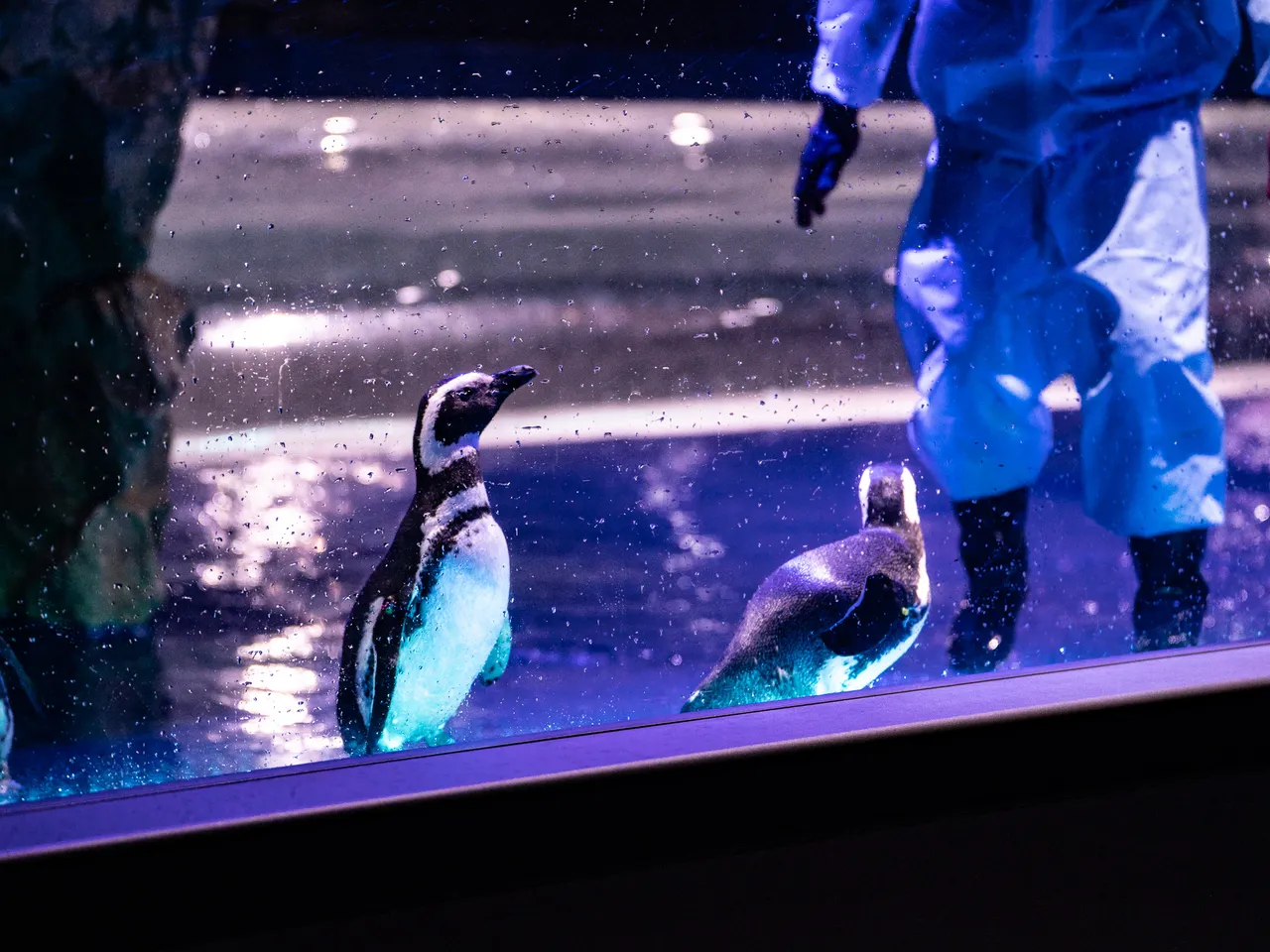 调皮的企鹅跟饲育员玩起一场「你追我闪」。台中海洋馆提供