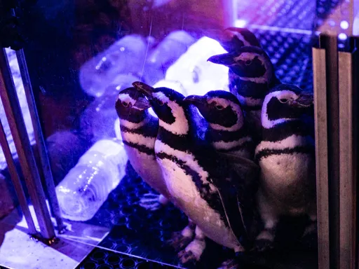 台中海洋馆麦哲伦企鹅年终大健检　排队受检画面萌翻了