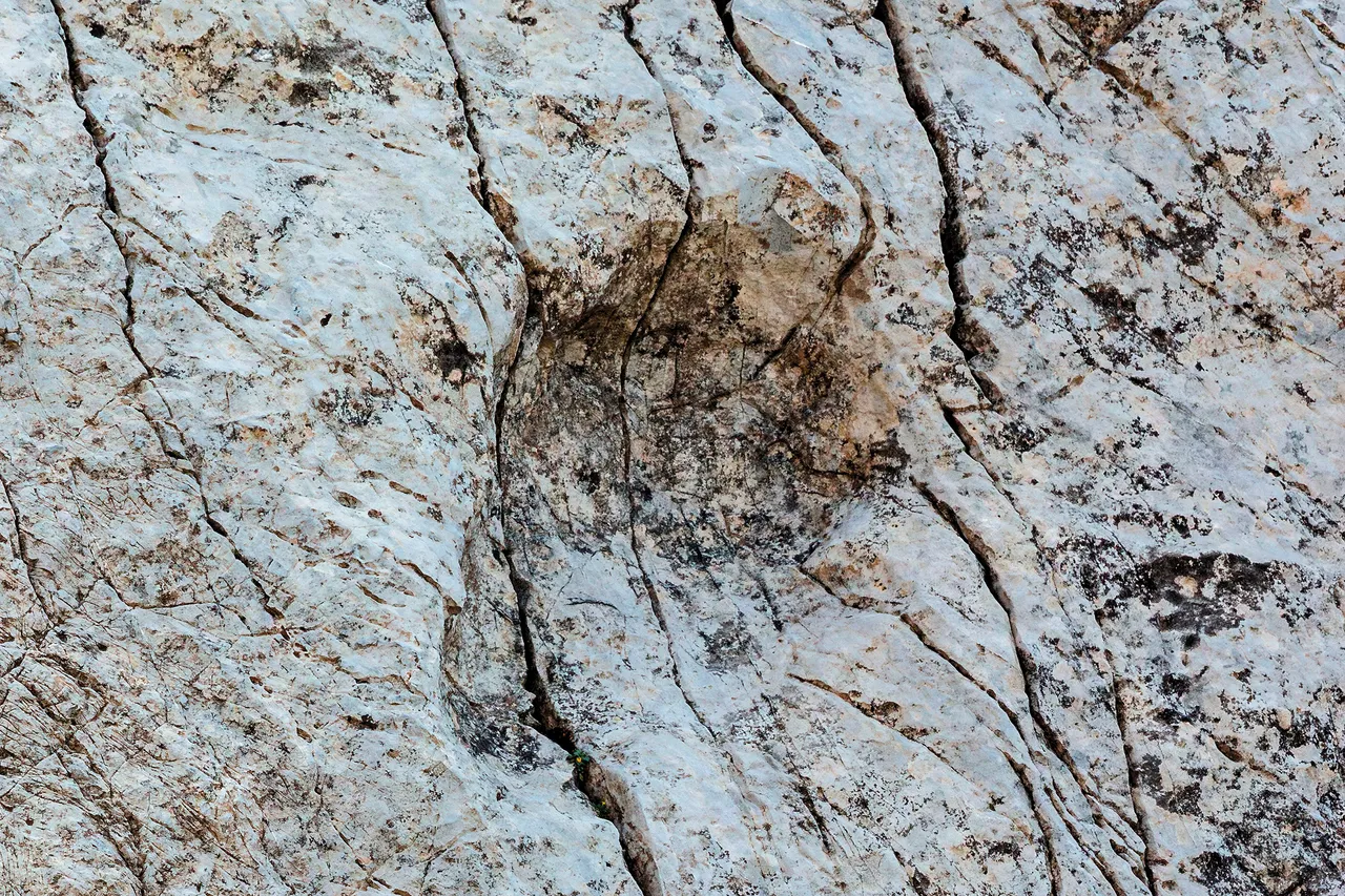 恐龙脚部精细的细节都保存下了。