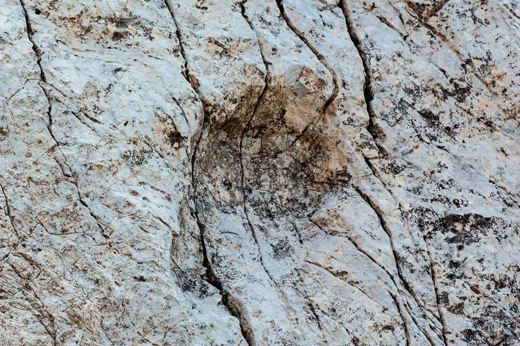 恐龍腳部精細的細節都保存下了。