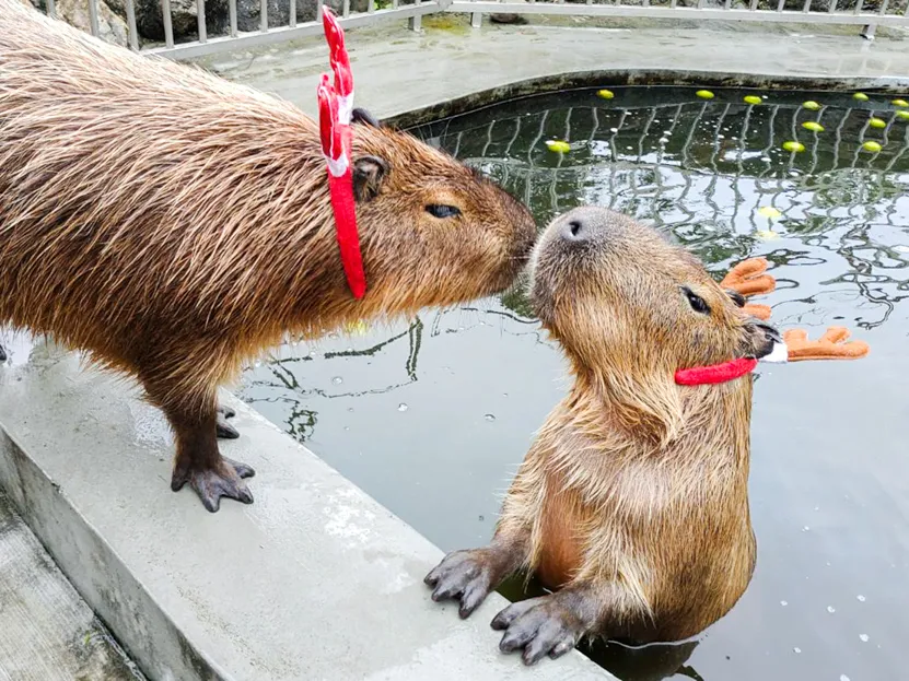 穿著红色衣物或节庆配件即可享滑索买2送1并可兑换牧草喂水豚。宜兰绿舞提供