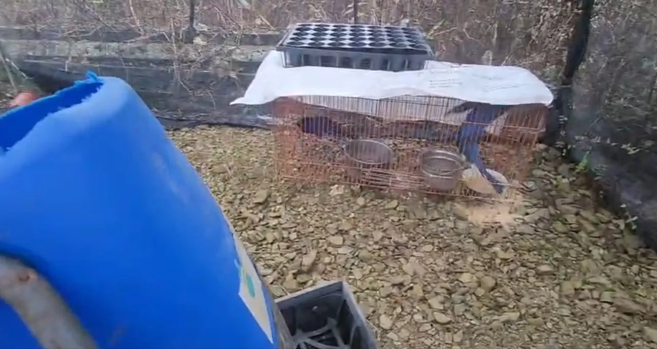 台湾蓝鹊被关在笼内无法伸展翅膀。民众授权提供