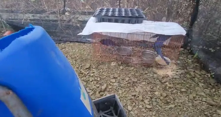 台灣藍鵲被關在籠內無法伸展翅膀。民眾授權提供