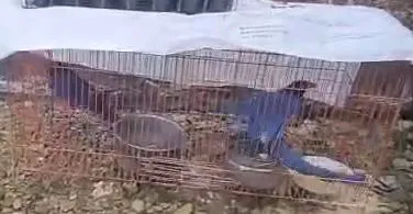 妻露营时发现疑似台湾蓝鹊遭私养。民众授权提供