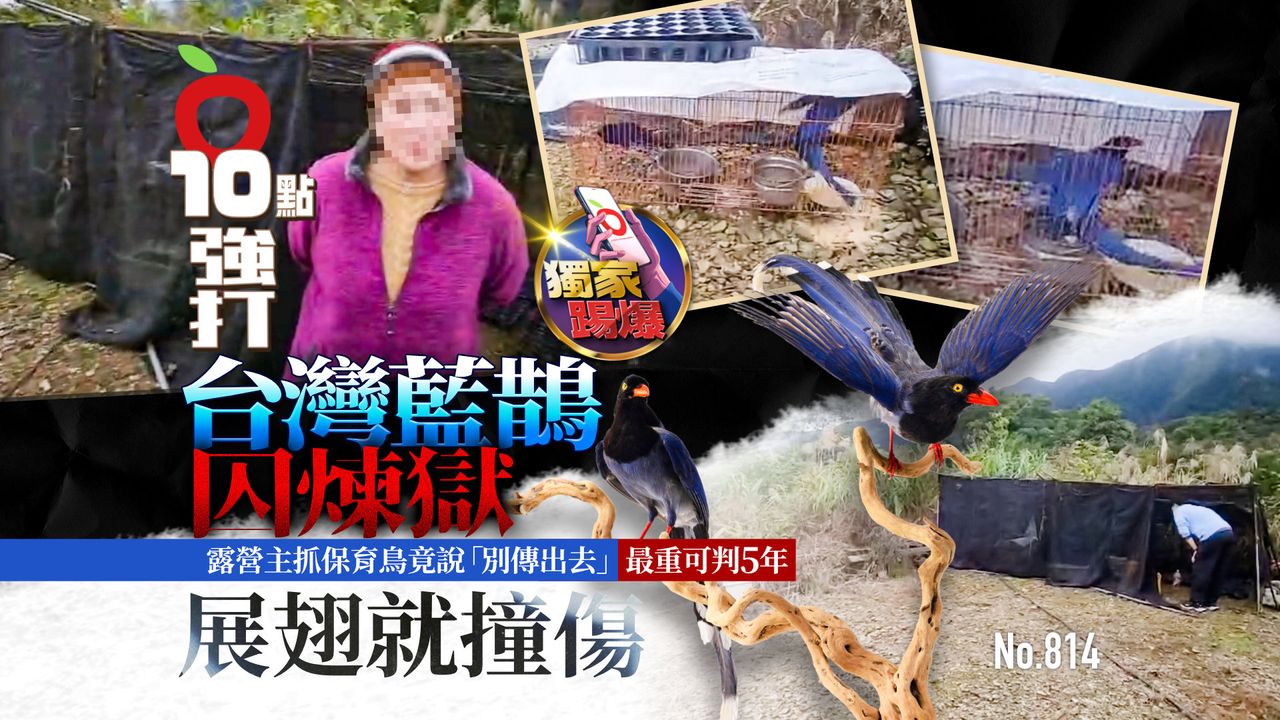 獨家|台灣藍鵲囚「煉獄」展翅就撞傷! 露營主抓保育鳥竟求別傳出去 最重可判5年 (壹蘋10點強打)