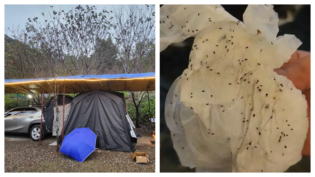 一对夫妻分享露营噩梦，见到地垫铺满虫尸，还被虫子咬到痛痒难当。民众授权提供