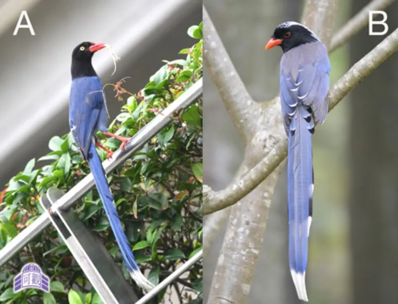 台湾蓝鹊（左）和中国蓝鹊（右）经常被搞混。翻摄动物星球频道(台湾)脸书
