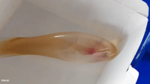 罕見！母鯊肚內取出「活鯊胚胎」畫面曝光　漁民嗨：太幸運