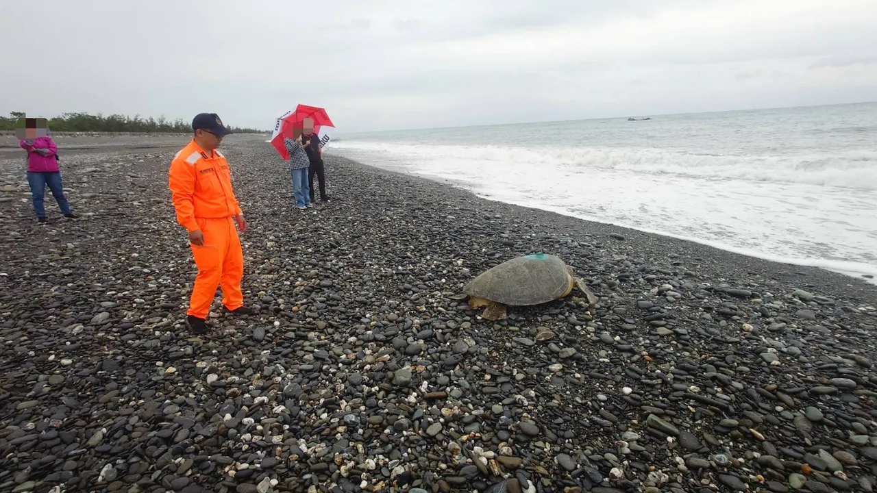 受困的绿蠵龟重回海洋。第13岸巡队提供