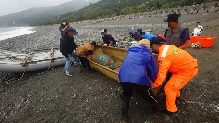 海洋保育人员施打金属标后将绿蠵龟放流回归海洋。第13岸巡队提供