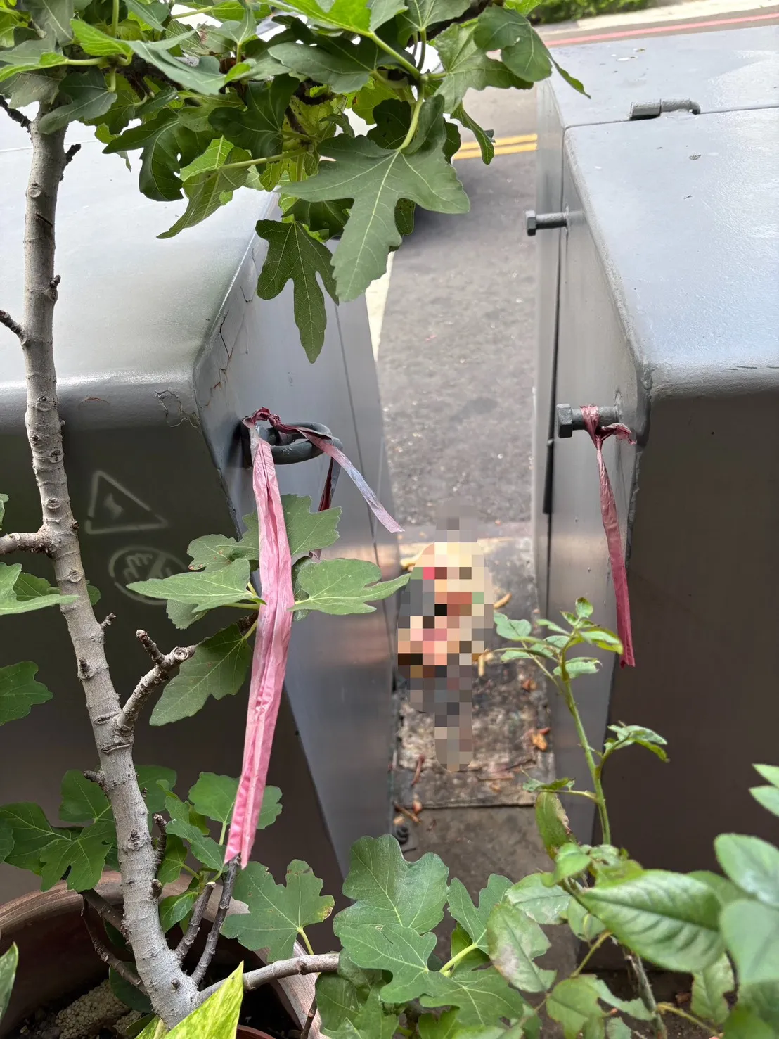 颜妇喂流浪动物，造成环境污染，鼠群成患。翻摄画面