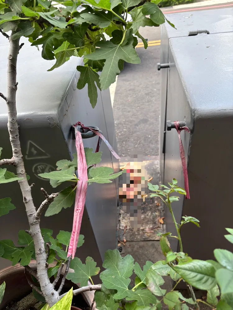 顏婦餵流浪動物，造成環境汙染，鼠群成患。翻攝畫面