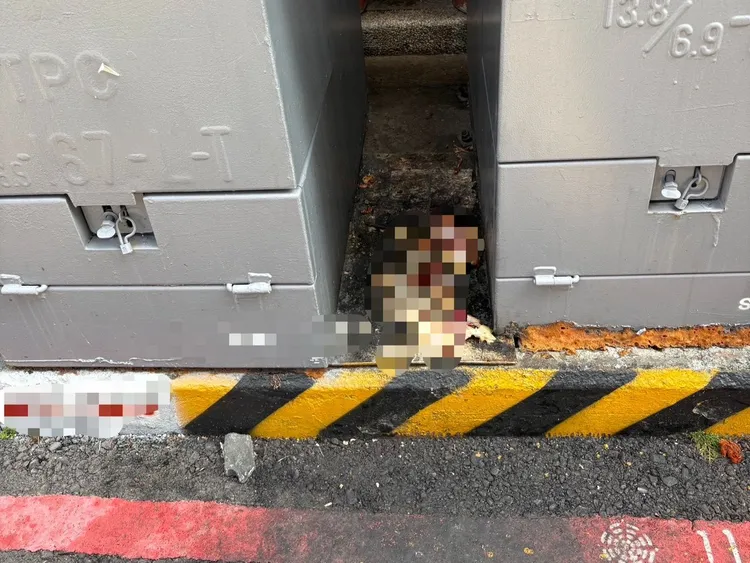 颜妇喂流浪动物，造成环境污染，鼠群成患。翻摄画面