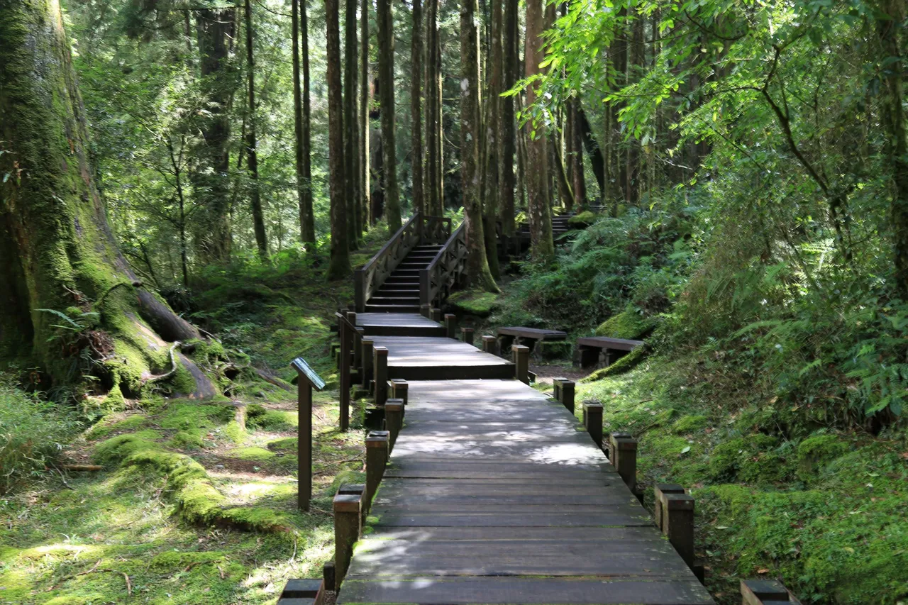 阿里山森林步道前往神木遗迹。阿里山宾馆提供