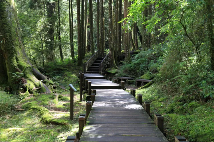 阿里山森林步道前往神木遺跡。阿里山賓館提供
