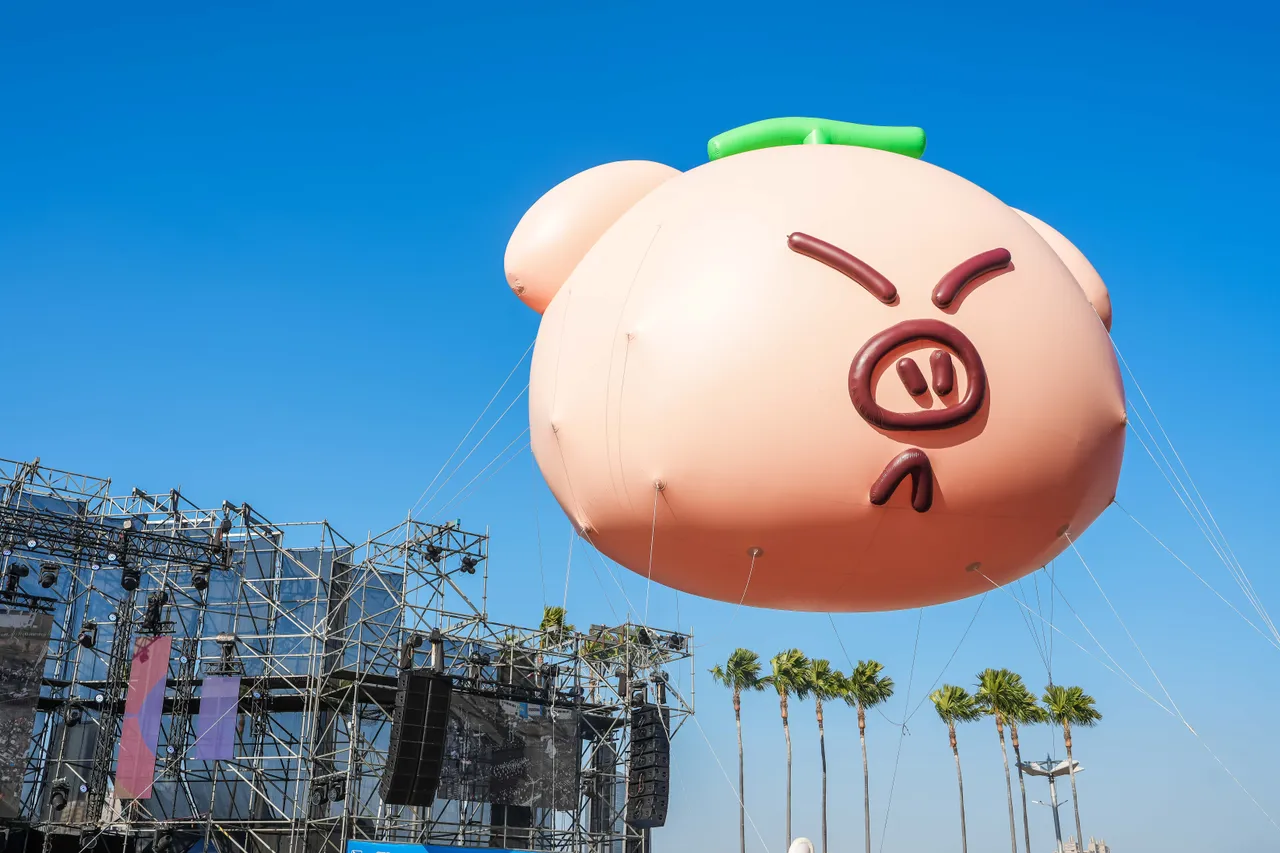 告五猪超级萌。宽宽整合提供