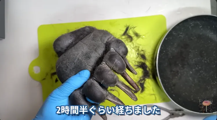 拔過兩次毛，燙過兩次的熊掌。YouTube