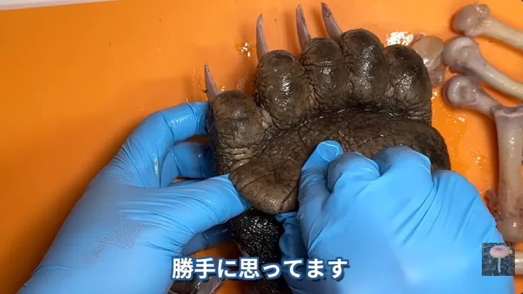 把骨頭拔出來。YouTube