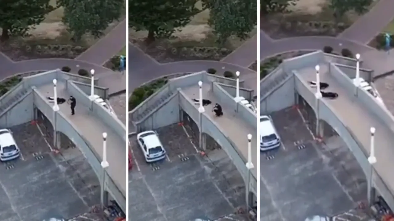 扫射56人狠劲没了！雪梨枪手遭狙击中弹　痛苦倒地画面曝