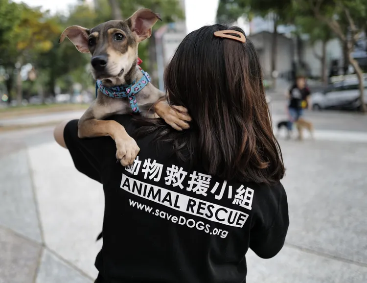 台灣動物緊急救援小組攜手昭錦歌仔戲坊，共同推出生命教育主題戲劇。翻攝畫面