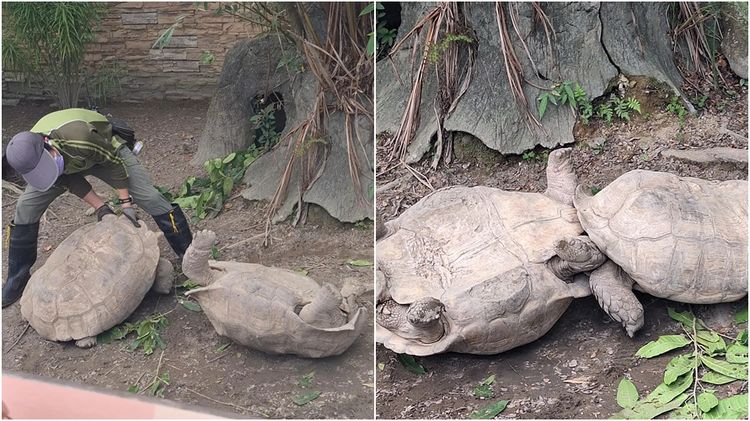 動物園2隻巨龜打架　打到翻肚四腳朝天！飼養員拉不開