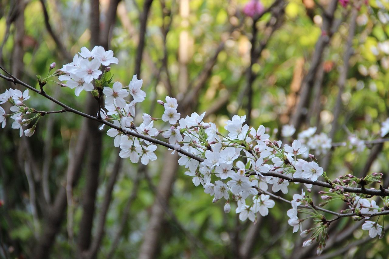 冬至9大開運法公開!東南方擺放開花植物 讓你3運爆發