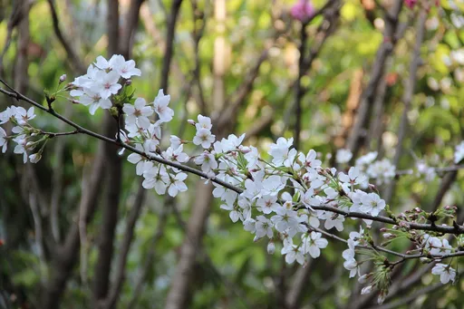 冬至9大开运法公开！东南方摆放开花植物　让你3运爆发