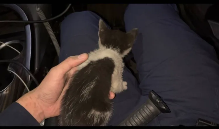 小貓被員警救起。翻攝畫面