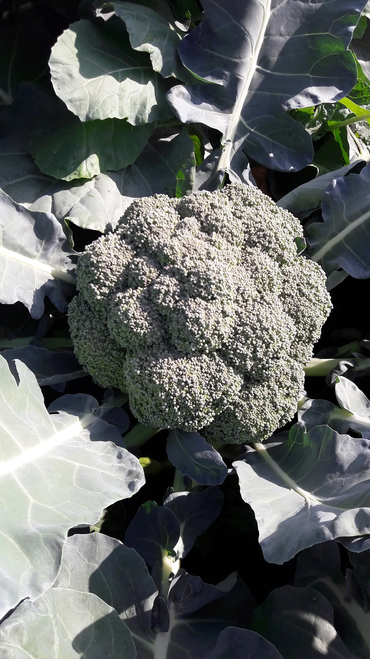 农粮署表示，青花菜产销波动为气候致短期集中采收，非政策造成冲击。农粮署提供