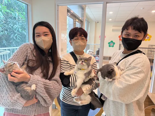 嘉縣民認養喵星人快來這！　28隻可愛貓咪徵「剷屎官」　線上登記30日止