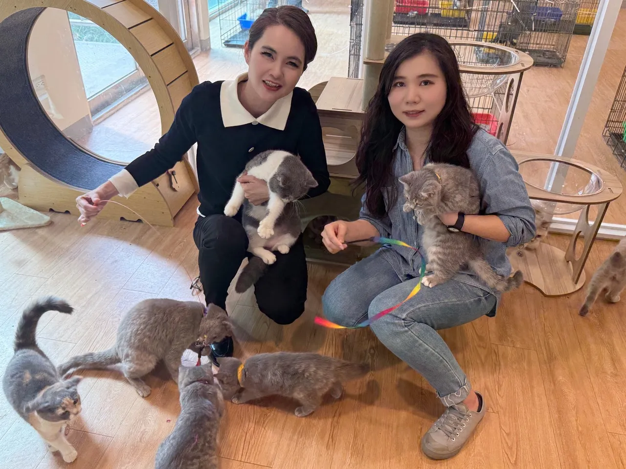 線上認養登記即日起到30日止，2月8日將直播抽籤，2月12日前須完成認養程序。嘉義縣政府提供