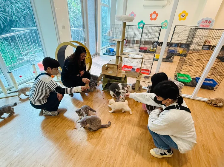 不少民眾已經自行前往嘉縣動保園區看貓咪，應徵「剷屎官」意願相當高。嘉義縣政府提供