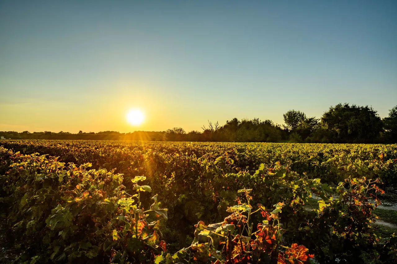 夕陽映照波爾多葡萄園景致，整齊藤蔓沿地勢延展，呈現法國產區典型風土樣貌與自然光影變化。（奔富提供）